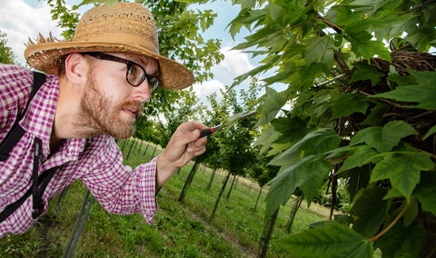 man observing a tree