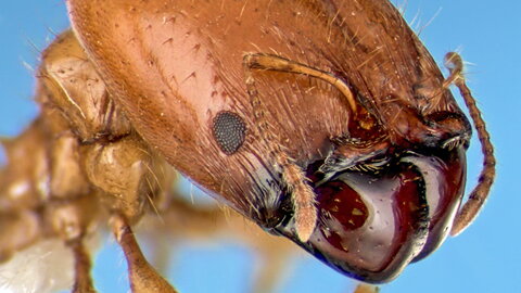 an ant's head