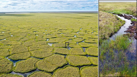 green wetland