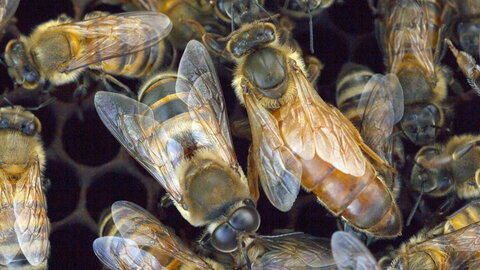 a group of bees