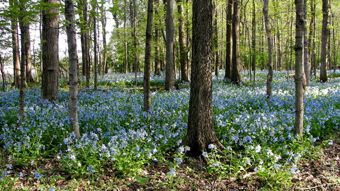 blue flowers in the woods