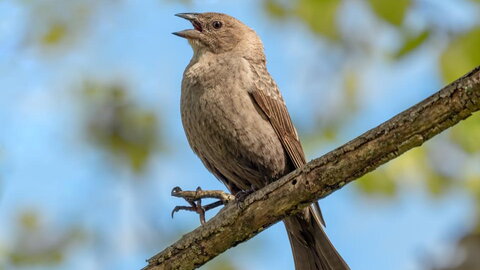 brown bird perched on a branch