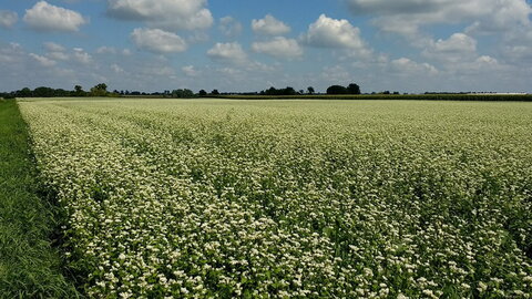 field of buck wheat