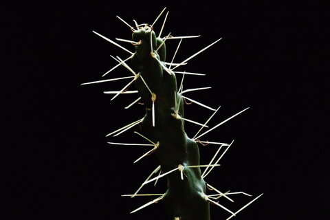 a skinny cactus with big needles