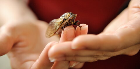 cicada resting on a person's fingertips