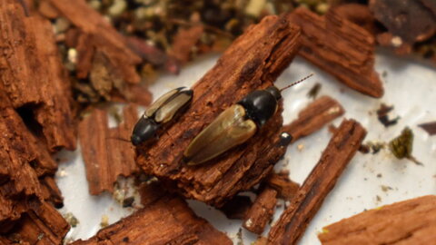 beetles on bark