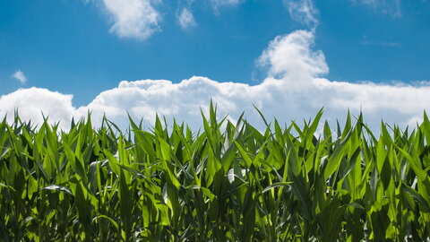 corn field