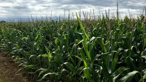 corn field