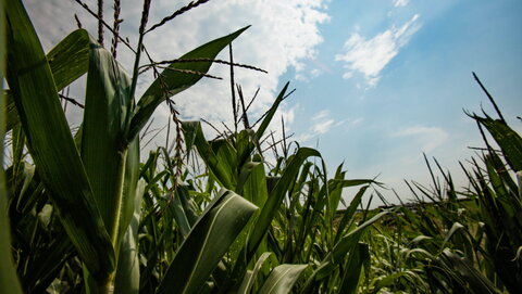 up close shot of corn