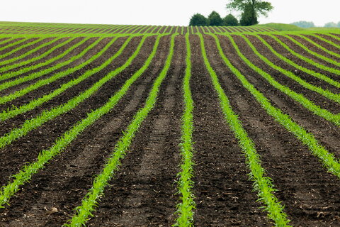 field of corn that's not fully grown