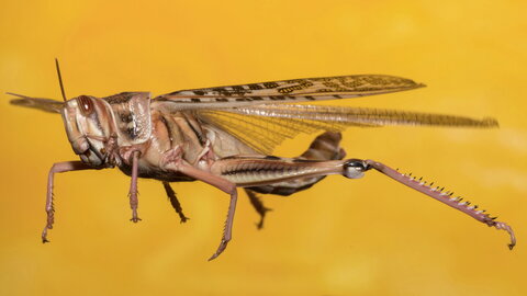 a desert locust