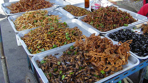 fried insects