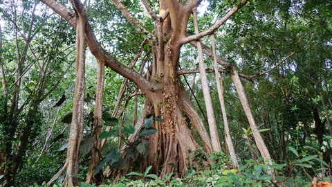 a big tree in a forest