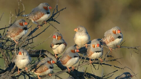 nine finches perched on a branch