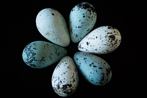 blue speckled eggs in a circle