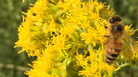 bee getting pollen from a yellow flower