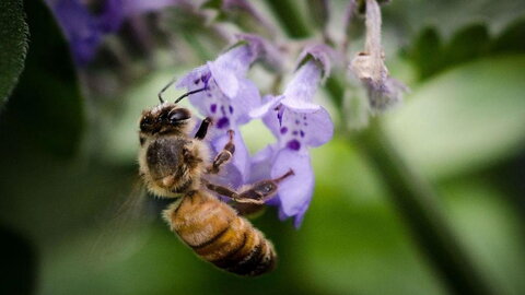 bee getting nectar from purple flower