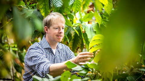 man touching a big leaf