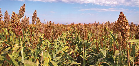 a field of sorghum