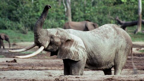 elephant in mud