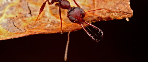 an ant with big mandibles