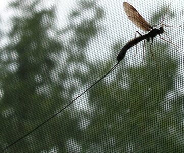 giant ichneumonid wasp