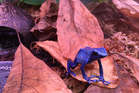 A dyeing poison frog, Dendrobates tinctorius. 