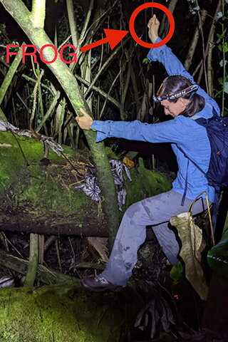 Eva Fischer catching a frog in the forest