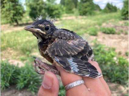 bird on hand