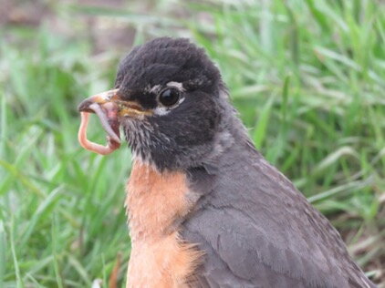 adult robin with worm