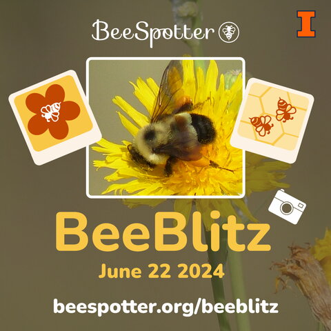 BeeSpotter, block-I, photo and graphics of bees and camera, BeeBlitz, June 22 2024, beespotter.org/beeblitz