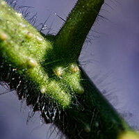 Close up of a tomato plant stem