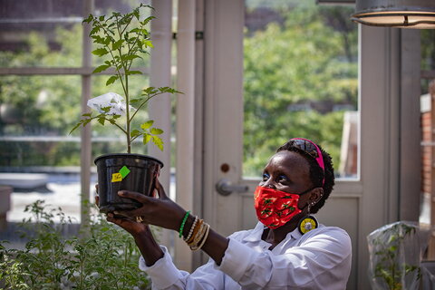 A scientist holding up a tomato plant