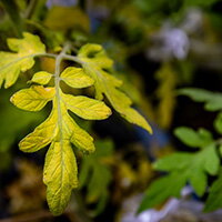 Yellowed tomato leaf