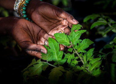 Hands holding tomato plants