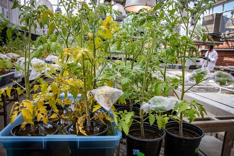 tomato plants