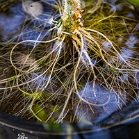 tomato roots