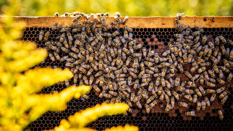 Bees on a hive