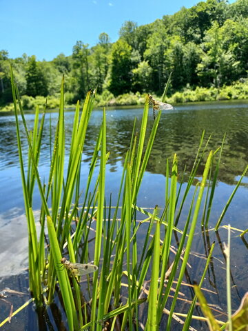 A dragonfly sitting on some plants with water in the background