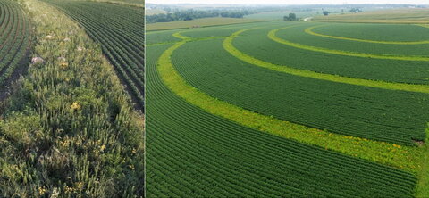 Side by side images of fields with flowers worked into agriculture