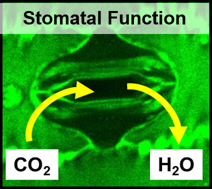 A graphic showing how stomatal function works with CO2 going in and H2O exiting.