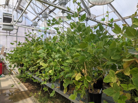 A photo of soybeans in a green house.