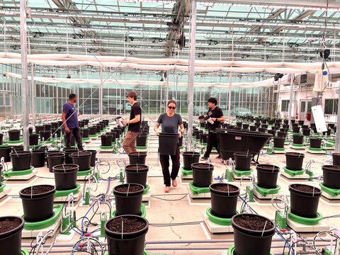 People working around buckets in a greenhouse