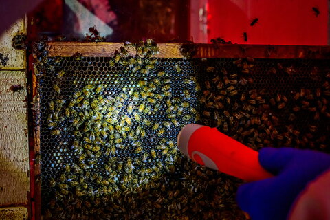 a light shining on bees on a hive