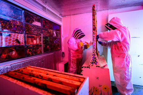 Two people in bee suits working on the hive