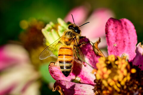 A bee on top of a yellow-pedal flower