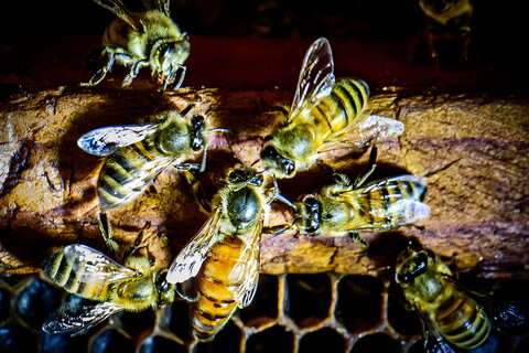 Close up photos of bees on the hive