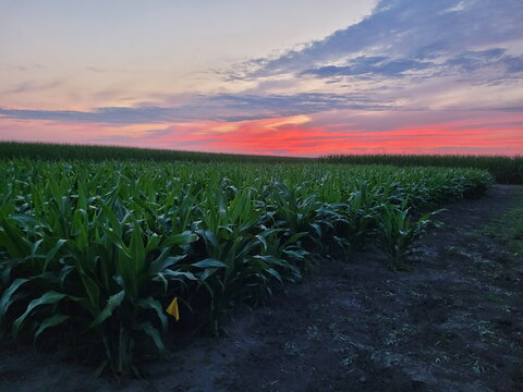 A field of two-foot-tall sorghum plants at sunset. The sky has streaks of pink and blue.