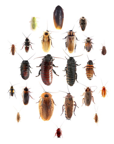 a photo of cockroaches