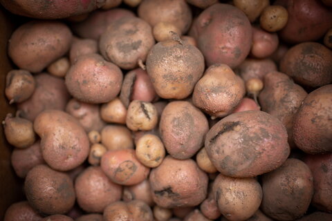  pile of brown potatoes in varying sizes.